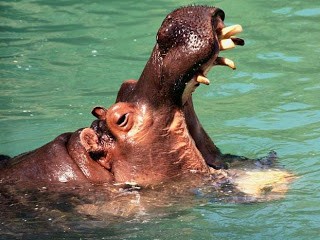 hippo