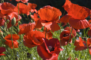 Flanders-Poppies