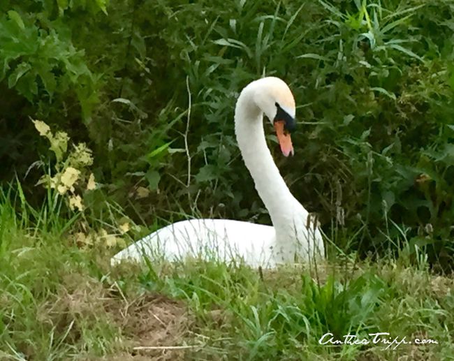 Stour Swan