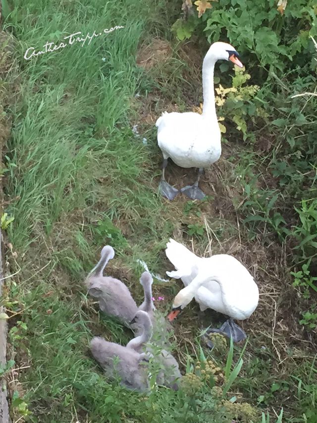 Swan Family