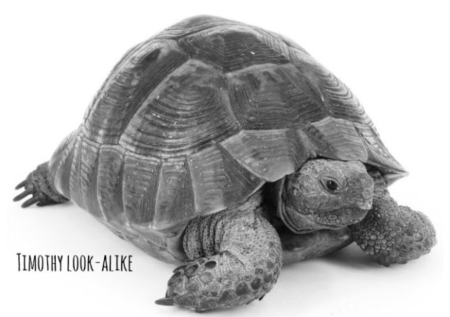 timothytortoise